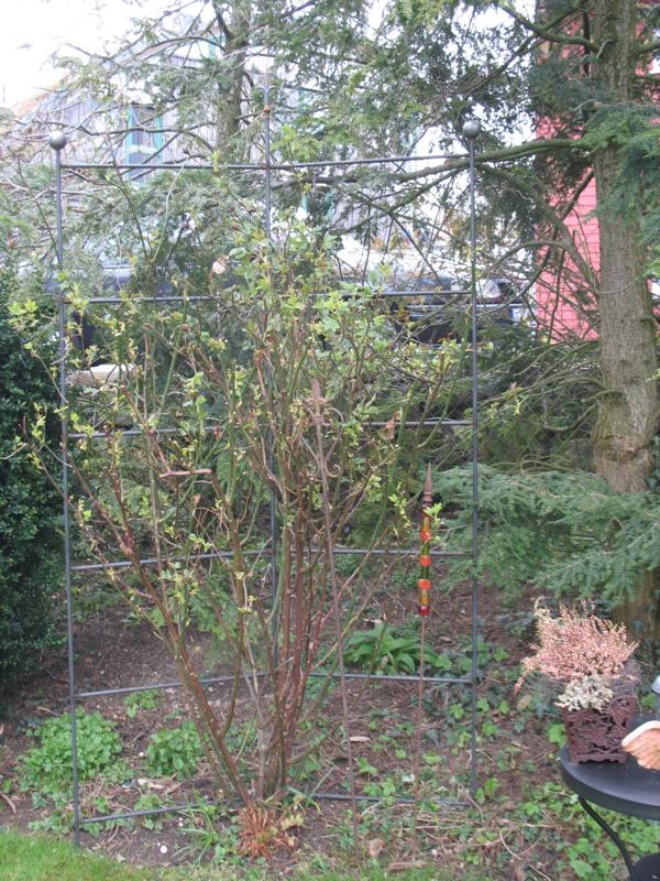 Name: IMG_6806.JPG 
Format: 322 x 430
Größe: 142 KB