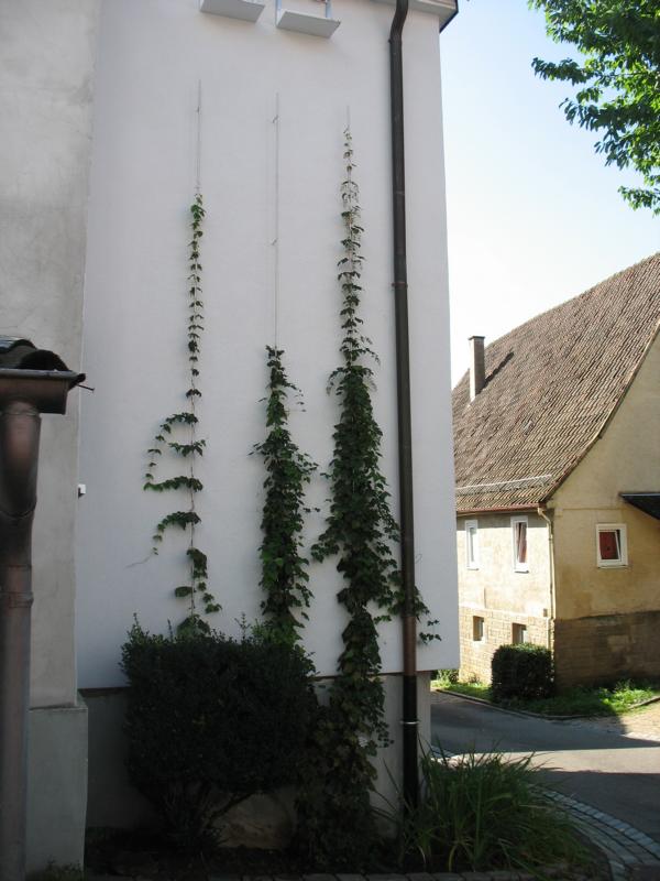 Name: IMG_7459.JPG 
Format: 322 x 430
Größe: 66 KB